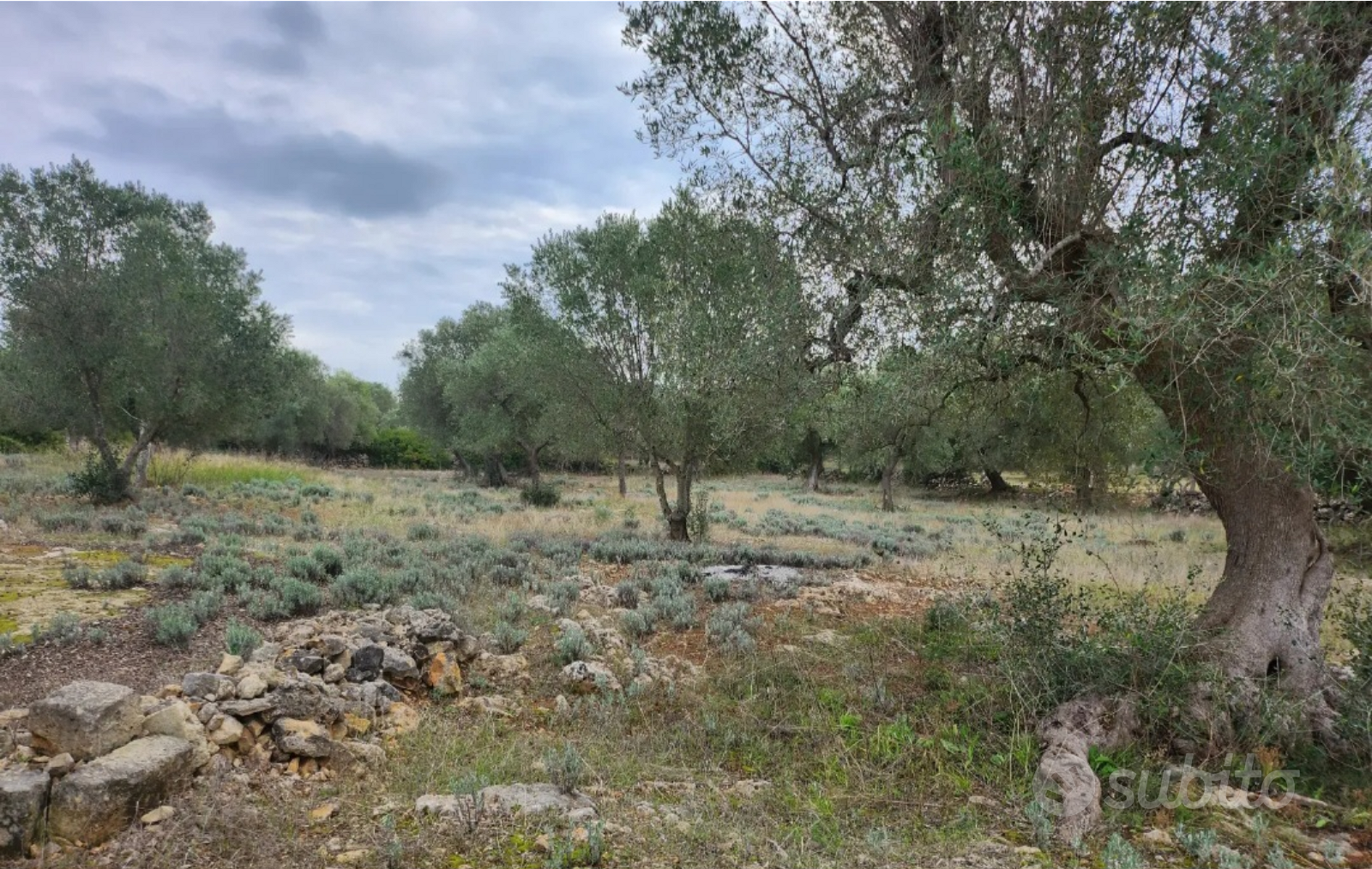 Terreno agricolo con alberi di ulivi - Vista 5