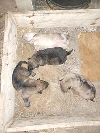 Cuccioli lupo cecoslovacco