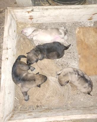 Cuccioli lupo cecoslovacco