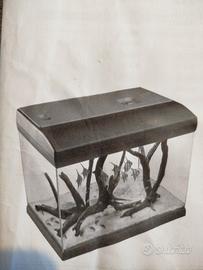 acquario 