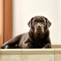 Stallone Labrador retriever disponibile per monta