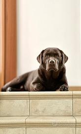 Stallone Labrador retriever disponibile per monta