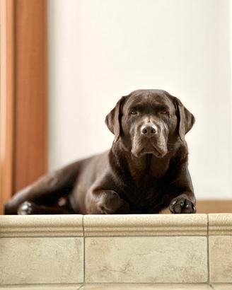 Stallone Labrador retriever disponibile per monta