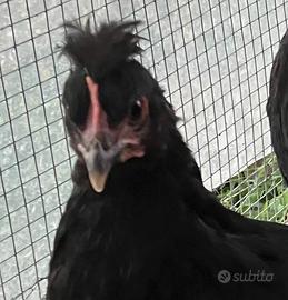 Galletti oliver egger e ester egg