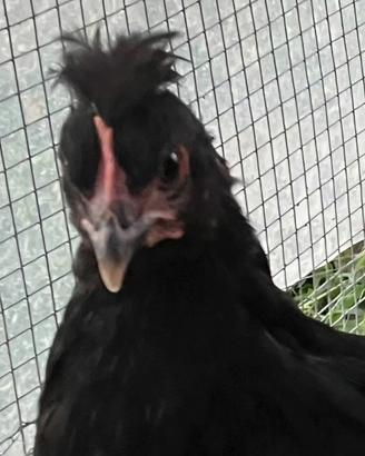 Galletti oliver egger e ester egg