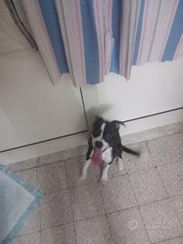 Cucciola incrocio