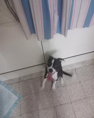 Cucciola incrocio