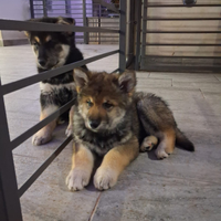 Cuccioli di Lupo-Malamute