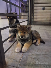 Cuccioli di Lupo-Malamute