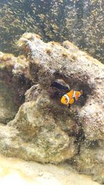 pesce clownfish