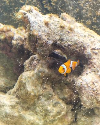 pesce clownfish