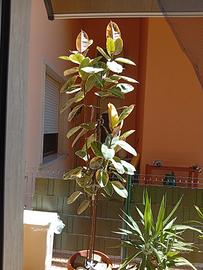 ficus foglie chiare 
