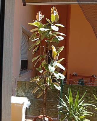 ficus foglie chiare 