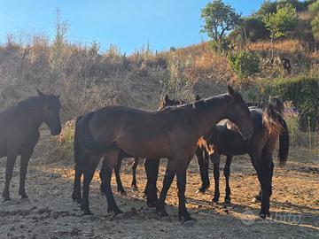 Cavallo di pura razza sanfratellana
