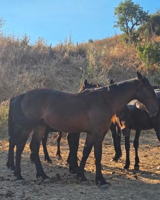 Cavallo di pura razza sanfratellana