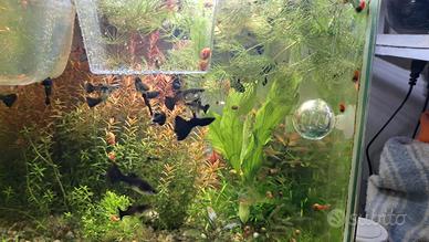 Guppy full black