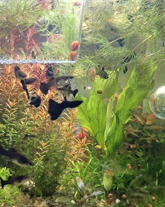 Guppy full black