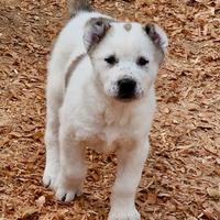Cuccioli di Pastore Asia Centrale Alabay da lavoro