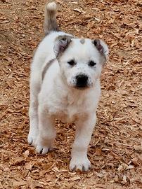 Cuccioli di Pastore Asia Centrale Alabay da lavoro