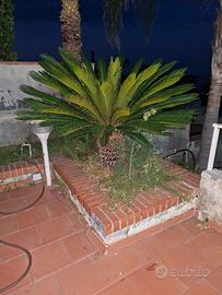Pianta  Cycas