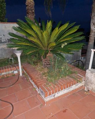 Pianta  Cycas