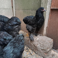 Polletti Brahma neri 3 mesi razza ornamentale