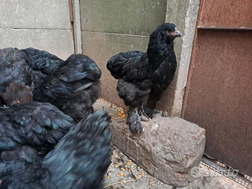 Polletti Brahma neri 3 mesi razza ornamentale