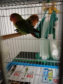 Coppie di pappagalli inseparabili