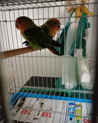 Coppie di pappagalli inseparabili