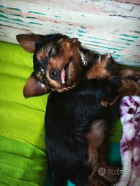 Animali