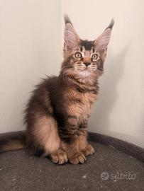 Cucciola Main coon