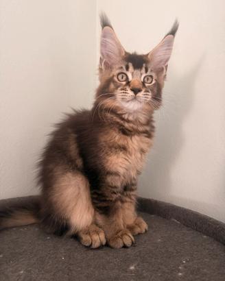 Cucciola Main coon