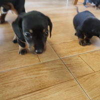 Ultimo cucciolo di bassotto kaninchen