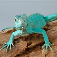 Iguana blu