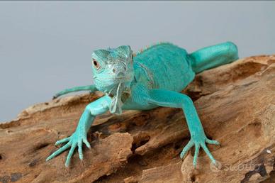 Iguana blu
