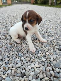 Cuccioli di maltese mix Jak raassell