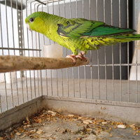 Barrati e forphus con regolare documentazione