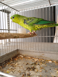 Barrati e forphus con regolare documentazione