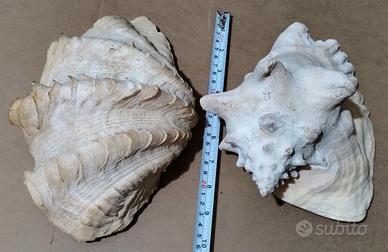 🐚🐚 n. 2 Conchiglie Giganti
