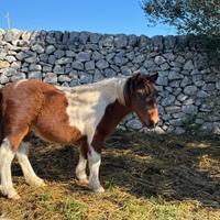 Cavallo pony