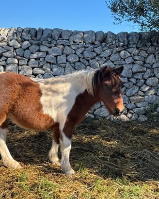 Cavallo pony