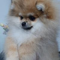 Spitz tedesco nano
