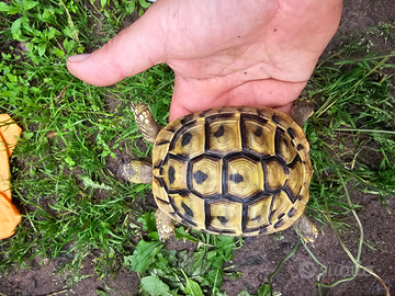 Tartaruga terra adulta THB