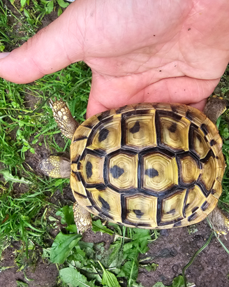 Tartaruga terra adulta THB