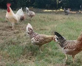 Gallina ornamentale fiftyfive
