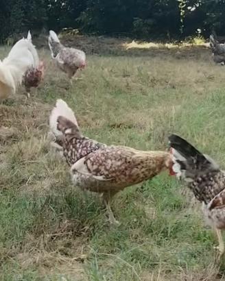 Gallina ornamentale fiftyfive