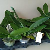 Orchidea, Phalaenopsis Bianco Maistro