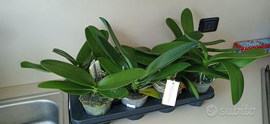 Orchidea, Phalaenopsis Bianco Maistro