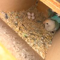 Coppia inseparabili riproduttiva