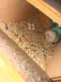 Coppia inseparabili riproduttiva